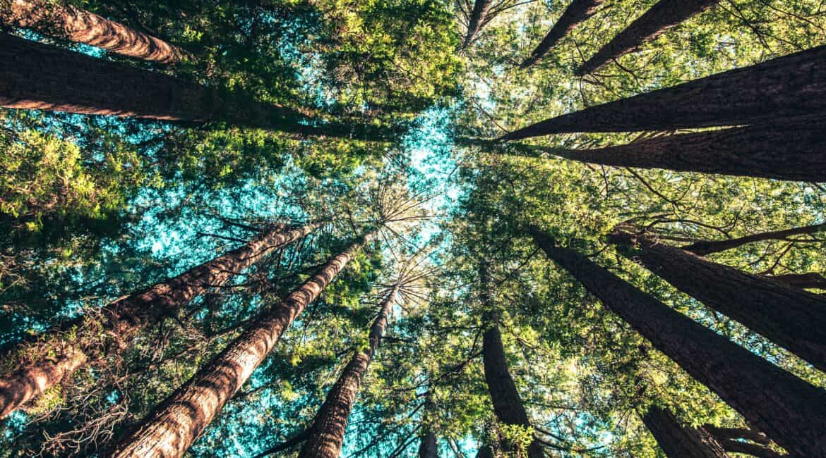 Sustainability through Forestry