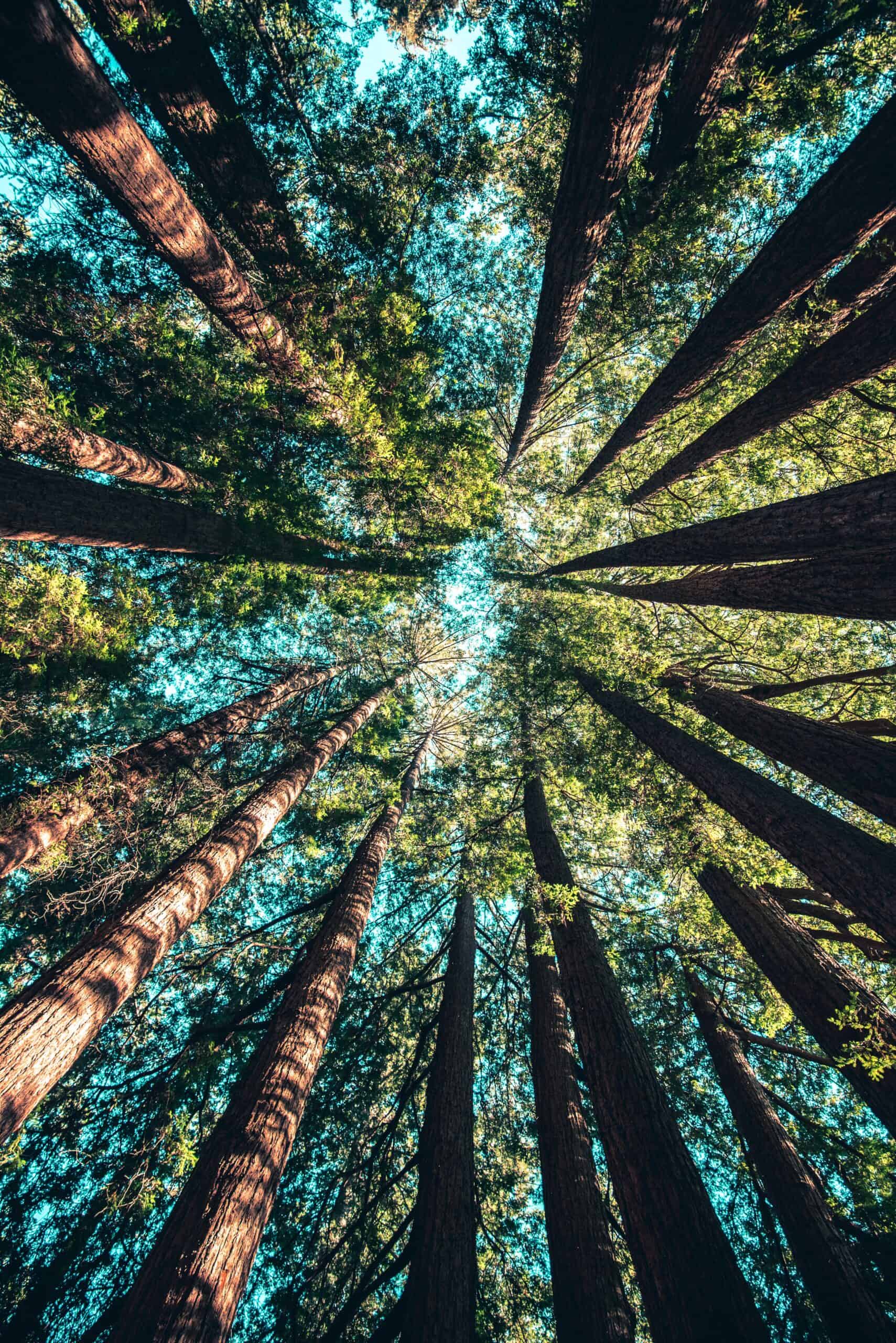 What is Sustainability?